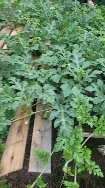 Чегдомын. Арбузики выращиваем. #арбуз #арбузики #дача # смотреть онлайн