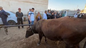 ХОРАЗМ ХАЗАРАСП МОЛ БОЗОРИ ЯНГИ НАРХЛАРИ 11 МАЙ 2025