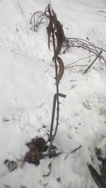 Обрезка молодой черешни нюансы🍒🌳Что посоветуете?🤔 смотреть онлайн