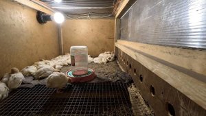 Мои перепела Техас - 13 сутки