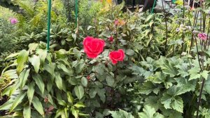 Роза Дуфтвольке, открываем для себя розы, которые люби