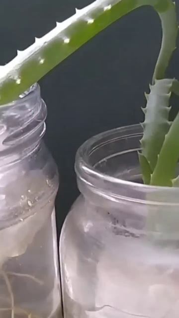 Отличный результат укоренения алоэ в воде! Пора перес? смотреть онлайн