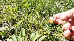 Робот косилка "робокос" первые 2 недели эксплуатации