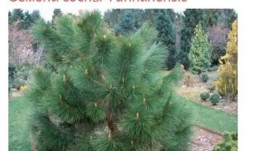 Семена сосны Yunnanensis юннаньская