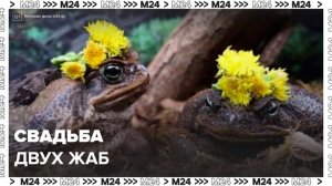 Московский зоопарк организовал свадьбу для жаб Настюши и Ванюши - Москва 24