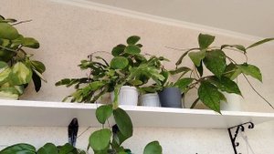 /Занесли цветы с балкона. Расставили/Всем нашли место/?