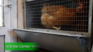 ПРАВИЛЬНЫЙ БРУДЕР с терморегулятором для любимых пте?