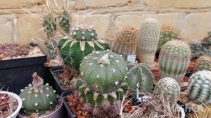 Астрофитум. Выращивание и уход за кактусом🌵