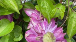 Клематис Кайзер