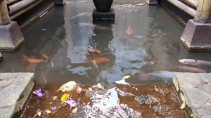 Гонконг   Храмы и сады полуострова Коулун