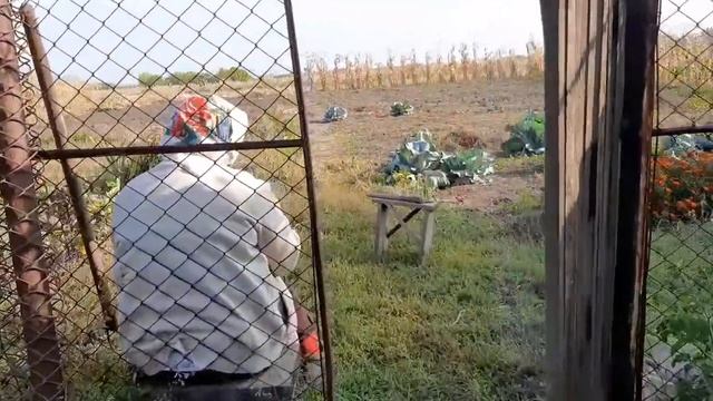 Воспоминания. Среда. Бабушка убирает на огороде. Анюта учит уроки. Моем машину, проверили колеса