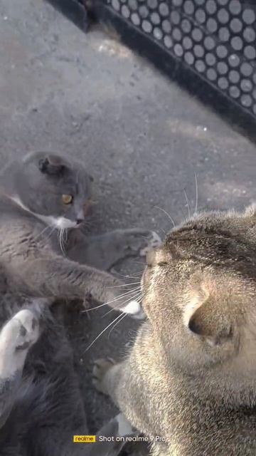 сосед и кот Семён опять бесятся, #друзья #котэ #animals #cute # смотреть онлайн