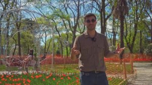 Куда пойти в Стамбуле в Апреле? Фестиваль тюльпанов в ?