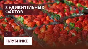 Клубника — не ягода? 8 фактов, в которые сложно поверить!