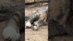 Ах, лето красное пришло, Барсюша в удивлении - какое всё прыгучее, какое всё летучее...