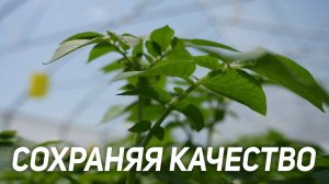 Сохраняя качество
