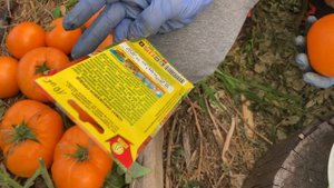 Томат Оранжевое Сердце обзор сорта от "Аэлита" пробуем