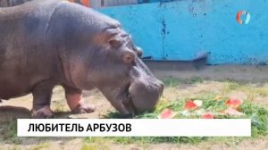 Любитель арбузов