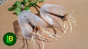 Укоренение черенков виноградной лозы в пластиковых стаканчиках