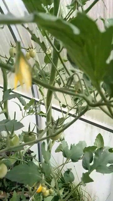 уже совсем скоро #огород #дача #мульчирование #природн? смотреть онлайн