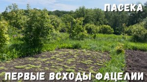 Первые всходы фацелии: важный этап для пчеловодов!