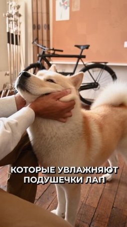 🤔 Почему подушечки лап питомцев пахнут попкорном