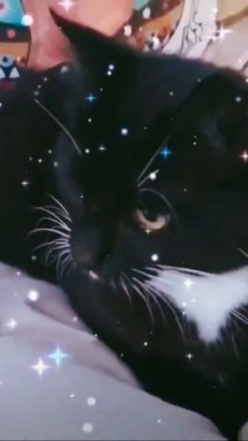 Коты тоже любят качели 🫠 смотреть онлайн