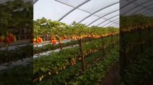 Клубника в теплице Краснодар
