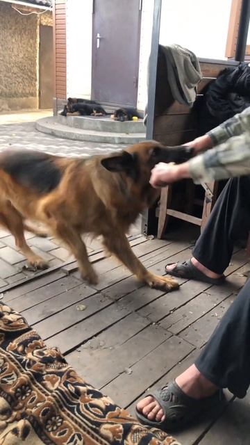 Кайрюша-борец за правду и силу 😉 #щенок #немецкаяовча? смотреть онлайн