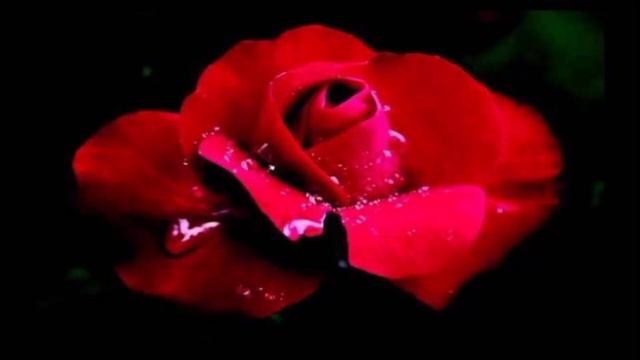 С днем рождения, Андрей! 🌹💕🌟#музыкалюбви #поздравле