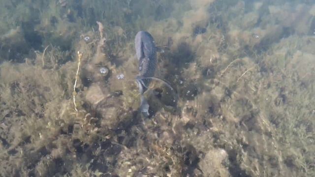 Карась на мормышку смотреть онлайн