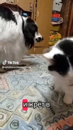 Как кошка с собакой... Это про них...)))
