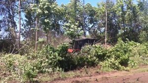 Уничтожение нежелательной древесной растительности ?