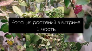 ротация растений в витрине 1 часть