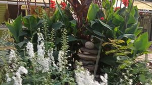 А нас цветы-канны высотой под три метра.