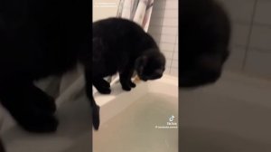 Ловись рыбка большая и маленькая!Котик явно наслушался сказок 🤩🐈💖