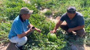 Арбуз Невада F1 / Nevada F1 (Apollo Seeds) от компании Agrocrops.kz