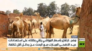 مصر.. ارتفاع كبير بأسعار الأضاحي