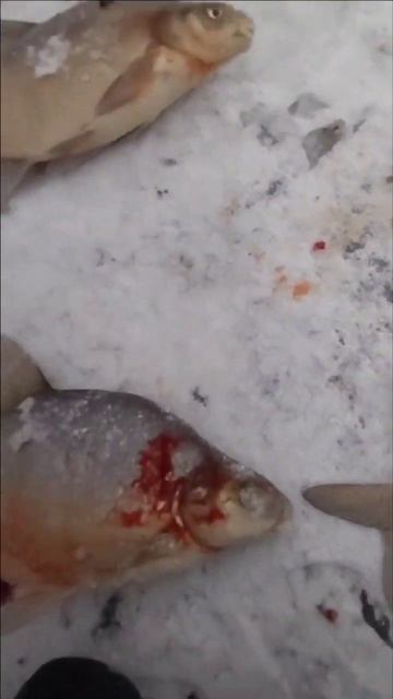 #дема #рыбалка #отдых #зима #видео #2023 смотреть онлайн