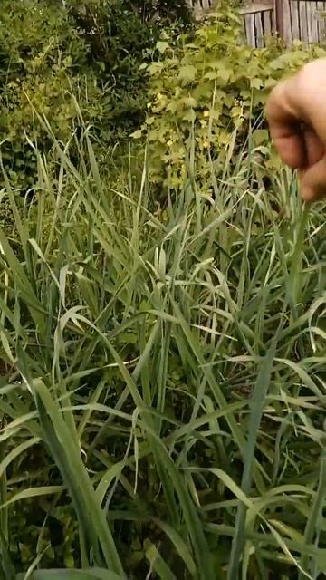 Зимний чеснок, растёт как на дрожжах #shorts #Recent #nature #дач? смотреть онлайн