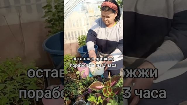 Простое и эффективное средство-дрожжевая подкормка д? смотреть онлайн