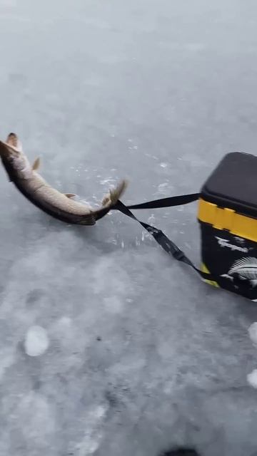 Щука на самоловку. Зимняя рыбалка смотреть онлайн