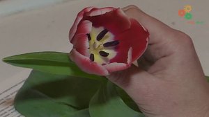 Морфология растений. Работа с определителем растений (Е.Э.Северова)