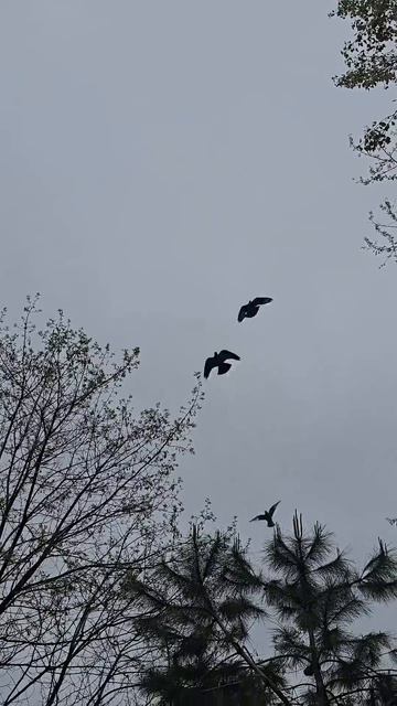 🌺🌺🌺 Маленький кусочек Сочи‼️🌺🌺🌺 #красивыецвет смотреть онлайн