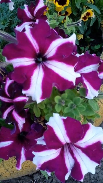 💫,,Сурфиния,,- из семейства ампельных петуний❤ #flowers #na