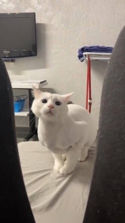 Смешные и Забавные Котики ☺️ СМЕХ до Слёз 😂 Подборка смешных моментов с котами! 🤪 #cat #юмор #shor