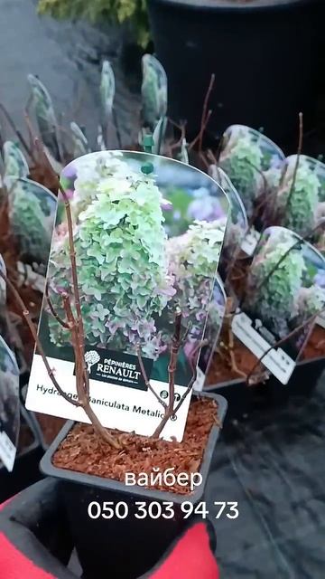 Оригінальна Гортензія Металіка від Рено смотреть онлайн