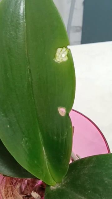 Сегодня 23 августа, больше месяца назад кто-то начал ла? смотреть онлайн