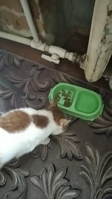 кот ест лапой смотреть онлайн