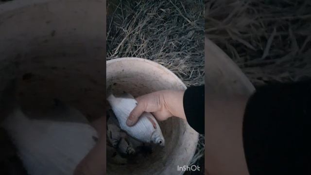 Бешеный клёв густеры в заливе р.Кама РТ.